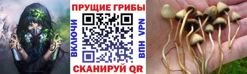 Псилоцибиновые грибы Psilocybine cubensis  как найти наркотики  Бийск 